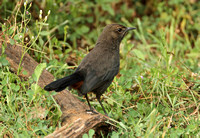 Black-backed Robin (Female)
