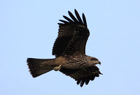 Black Kite (Juvenile)