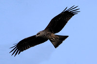 Black Kite (Juvenile)