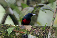 Black & Crimson Oriole (Male)