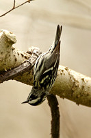 Black & White Warbler (Male)