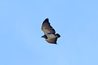 Black-chested Buzzard-eagle (Adult)