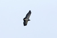Black-chested Buzzard-eagle (Adult)