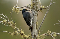 Black-backed Woodpecker (Male)