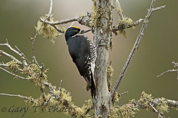Black-backed Woodpecker (Male)