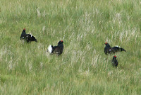 Black Grouse (Males)