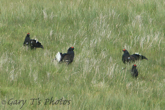 Black Grouse (Males)