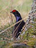 Black Grouse (Male)