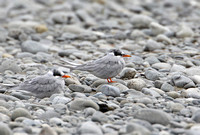 Black-fronted Tern