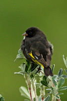 Black Siskin (Juvenile)