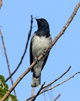 Black-headed Cuckooshrike (Male)