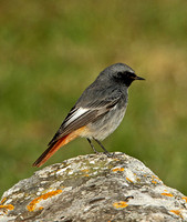 Black Redstart (Male)