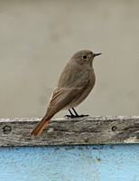 Black Redstart (Female)