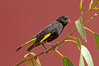 Black Siskin (Male)