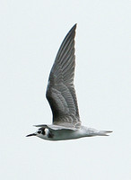 Black Tern (Chlidonias niger niger)