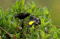 Black Siskin (Male & Juvenile)