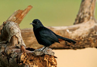 Black-backed Robin