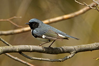 Black-throated Blue Warbler (Male)