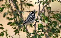 Black-throated Grey Warbler (Male)