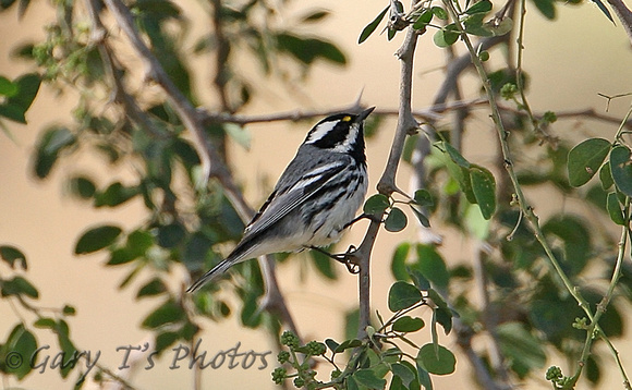 Black-throated Grey Warbler (Male)