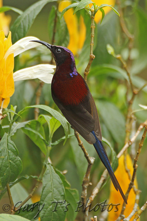 Black-throated Sunbird (Male)