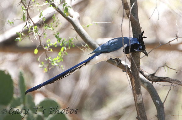 Black-throated Magpie-jay