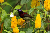 Black-throated Sunbird (Male)