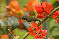 Black-throated Sunbird (Female)