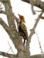 Blonde-crested Woodpecker (Male)
