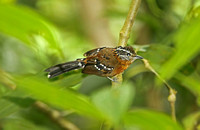 Ferruginous Antbird (Female)