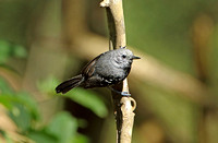 Narrow-billed Antwren (Male)