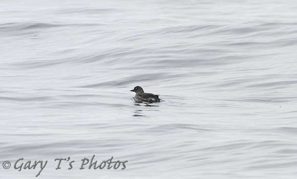 Cassins Auklet (Juvenile)