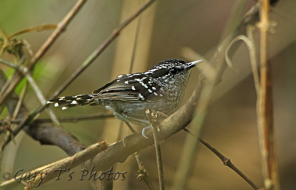 Scaled Antbird (Male)