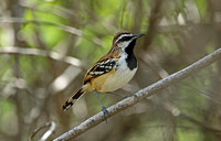 Stripe-backed Antbird (Male)