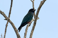 Dollarbird (Juvenile)