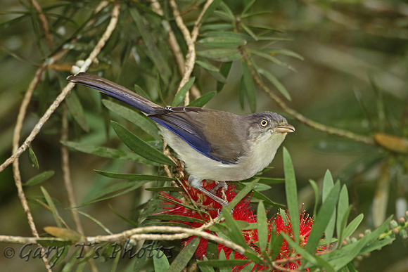 Blue-winged Minla