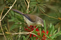 Blue-winged Minla