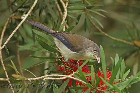 Blue-winged Minla