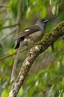 Long-tailed Sibia