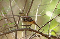 Stripe-backed Antbird (Female)