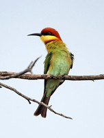 Chestnut-headed Bee-eater