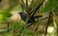 Willis's Antbird (Male)