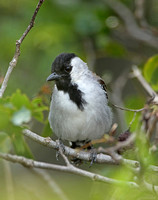Silvery-cheeked Antshrike (Male)