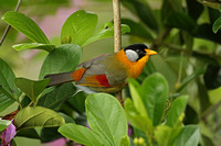 Silver-eared Mesia