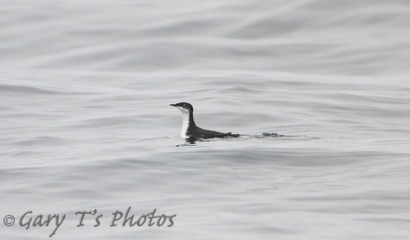 Scripps's Murrelet