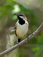 Stripe-backed Antbird (Male)
