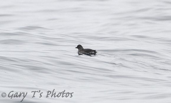 Cassins Auklet (Juvenile)