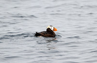 Tufted Puffin (Adult Summer)