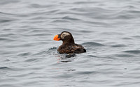 Tufted Puffin (Adult Winter)