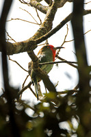 Red-bearded Bee-eater (Female)